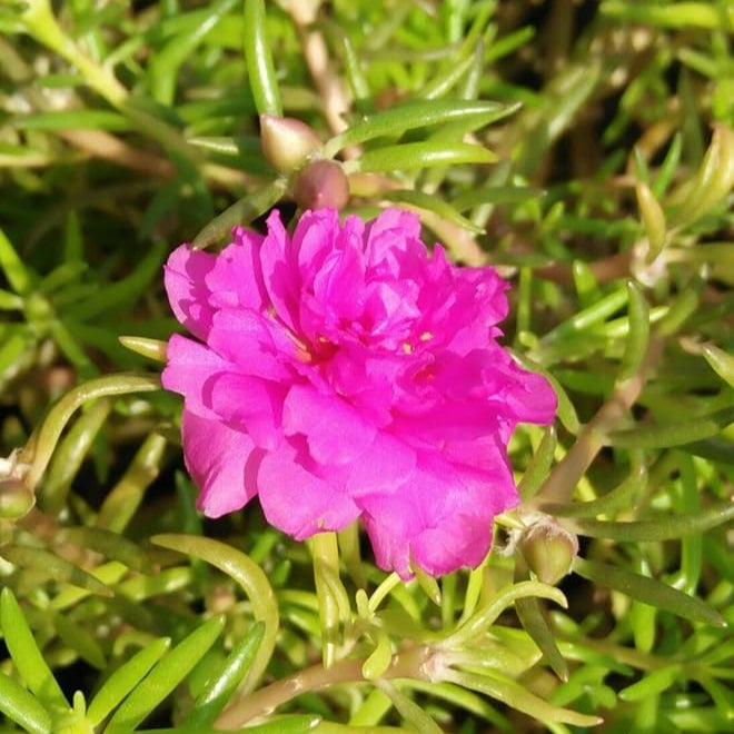 Pink Portulaca Flower seeds for Planting - Cut Flower Favorite, Heirloom & GMO Free Seeds for Home Garden
Sale for planting in home garden