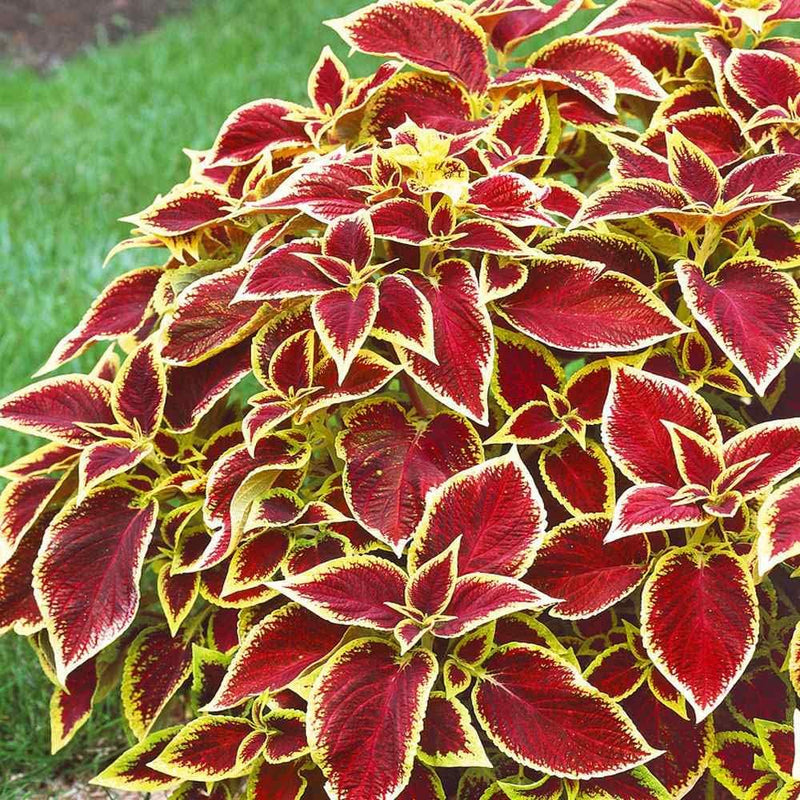 Red Yellow Coleus Flower seeds for Planting Cut Flower Favorite Heirloom & GMO Free Seeds for Home Garden
Sale seeds for home garden planting