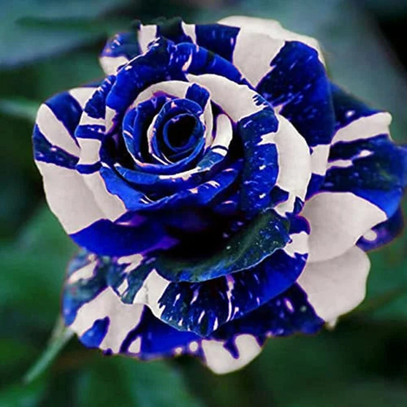 Rose Seeds for Planting Create a Beautiful Rose Garden