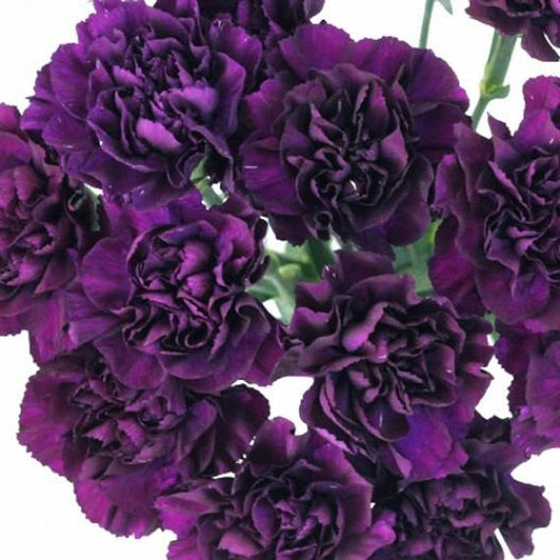 Deep Purple Carnation Flower seeds for Planting - Garden Favorite, Heirloom & GMO Free Seeds for Home Garden
Sale for planting in home garden
