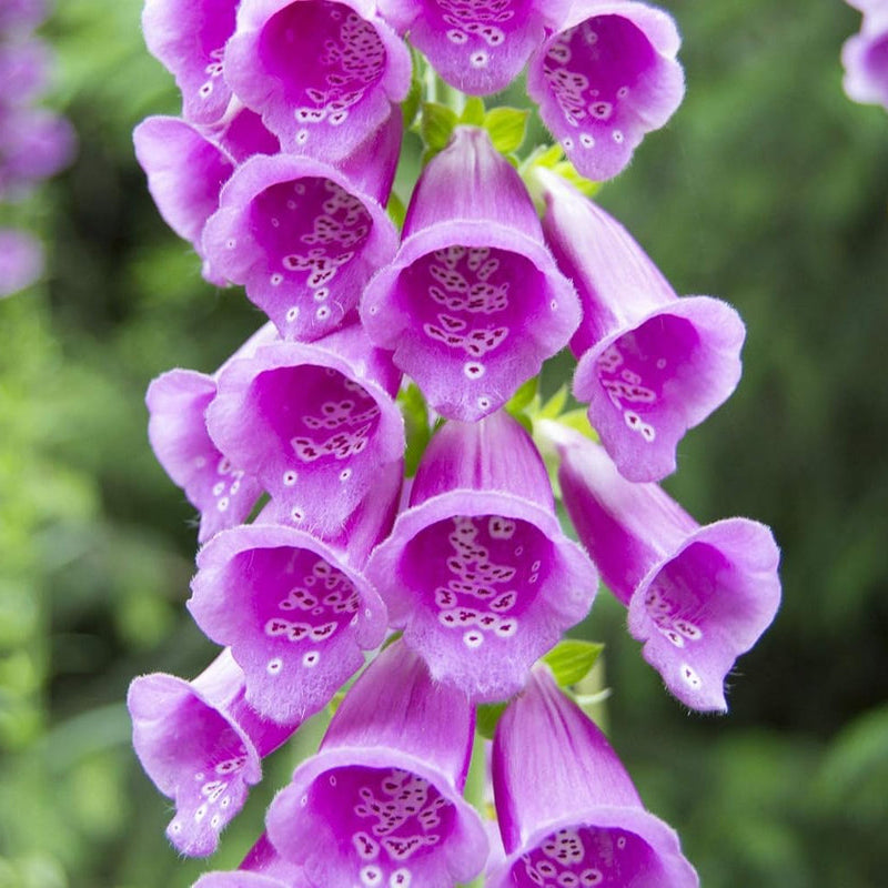 Digitalis Flower seeds for Planting - Shade Tolerant, Heirloom & GMO Free Seeds for Home Garden
Sale for planting in home garden