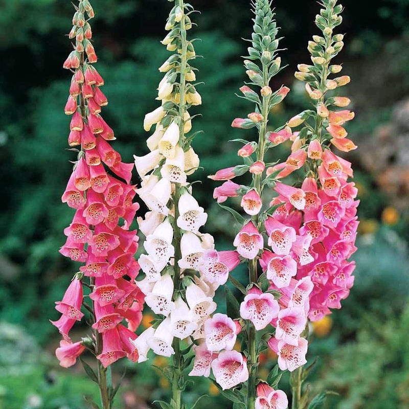 Pink Climbing Foxglove Flower seeds for Planting - Easy to Grow, Heirloom & GMO Free Seeds for Home Garden