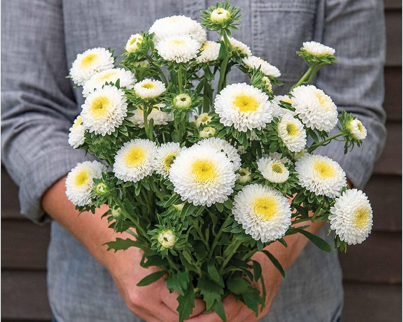 White Green China Aster Flower Seeds for Planting Garden Favorite Heirloom & GMO Free Seeds for Home Garden
Sale