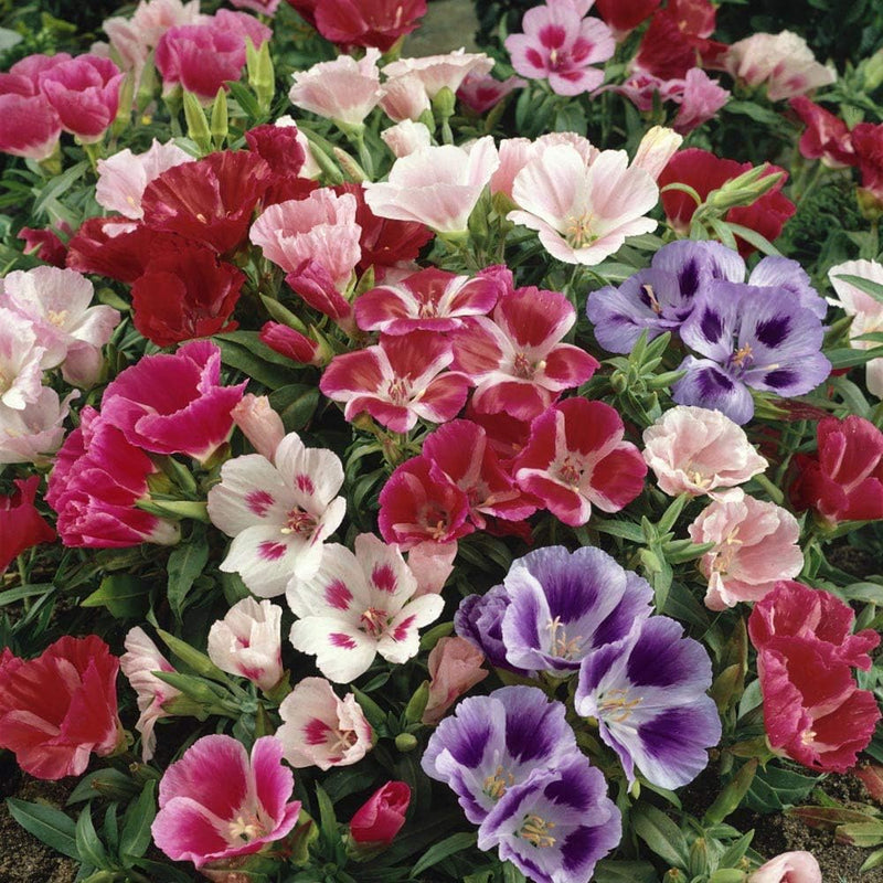 Azalea Flower Seeds Mix Flower seeds for Planting Low Maintenance Heirloom & GMO Free Seeds for Home Garden
Sale seeds for home garden planting