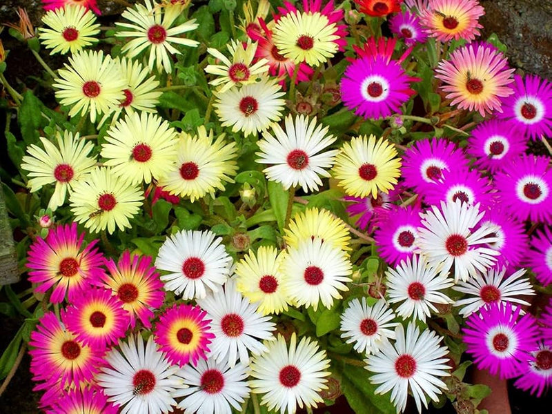 Bright Red Ice Plant Seeds for Planting home garden flower bed