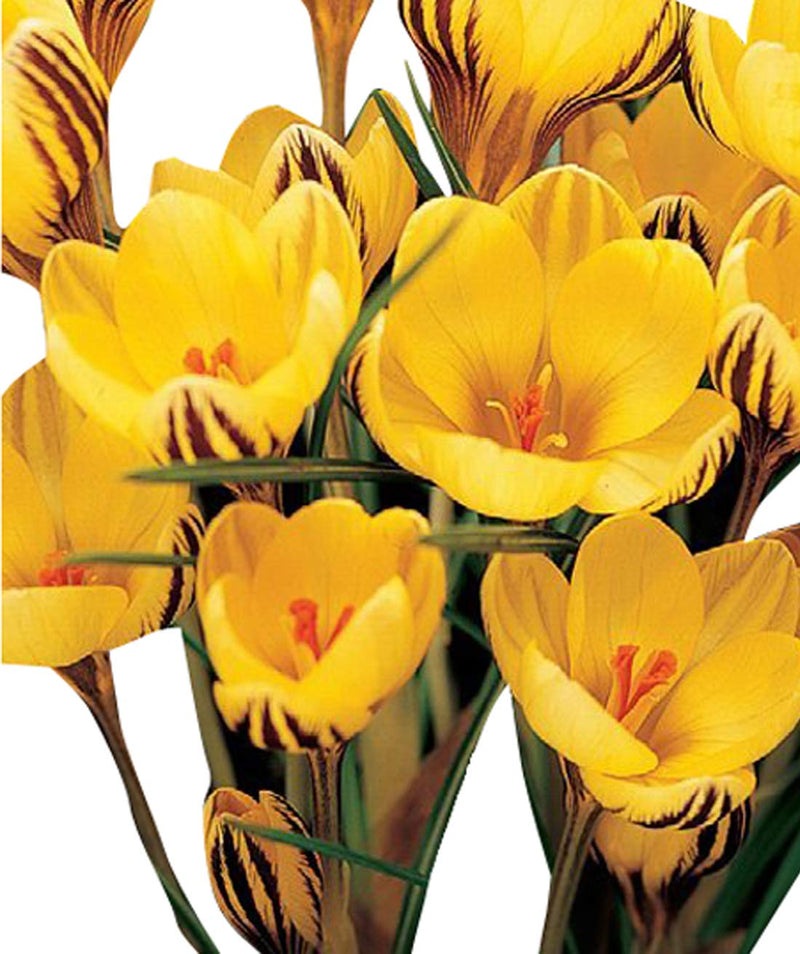 Yellow Crocus Flower Seeds Hardy Variety Heirloom & GMO Free Seeds for Home Garden
Sale