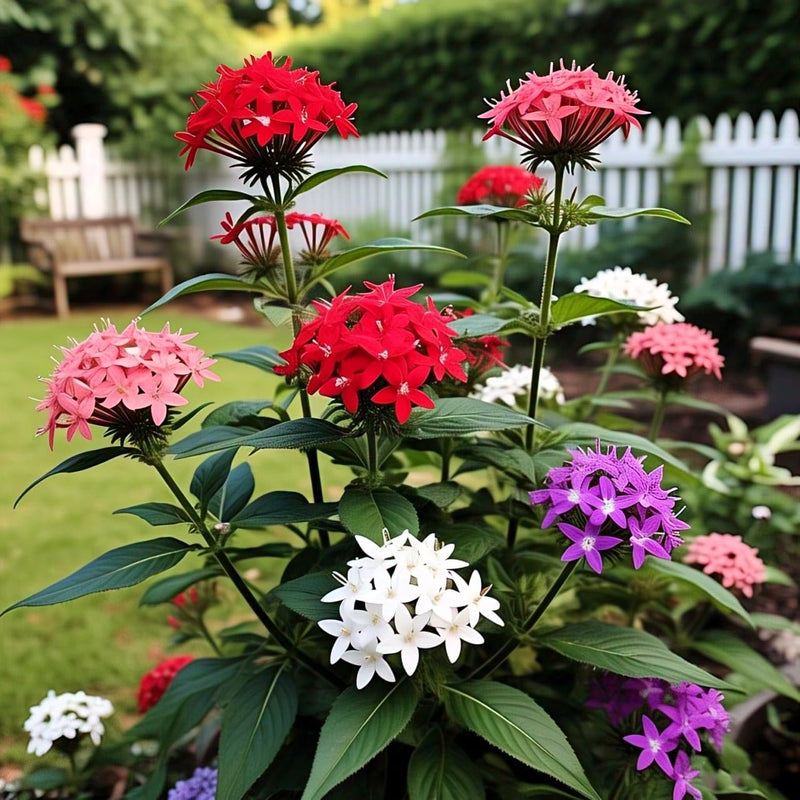 Multi Color Lanceolata Flower Seeds for Planting Perfect for Borders Heirloom & GMO Free Seeds for Home Garden
Sale