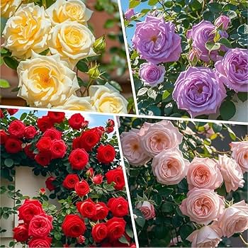 Mixed Colour Home Garden Rose Flower Seeds for Planting Fragrant Blossoms Heirloom & GMO Free Seeds for Home Garden
Sale