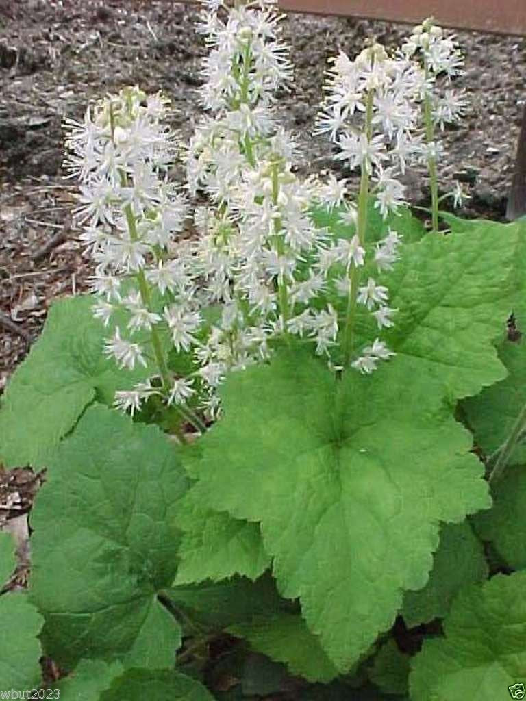 Foam Flower seeds for Planting Compact Growth Heirloom & GMO Free Seeds for Home Garden