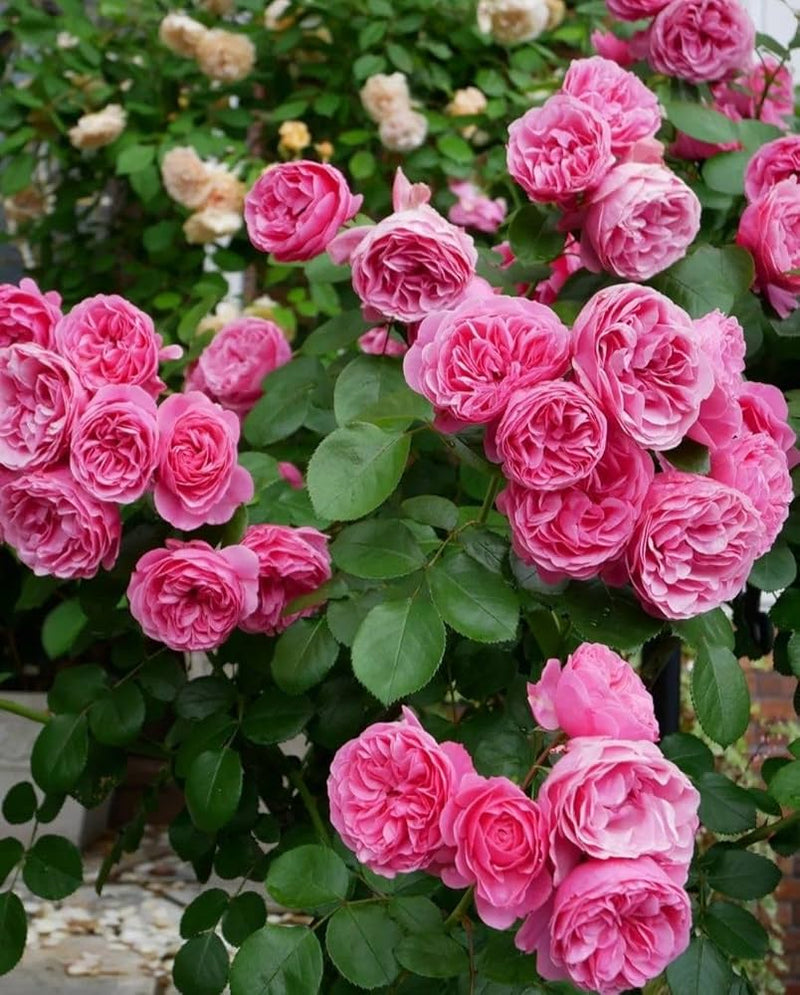 Damask Rose Bush Flower seeds for Planting, Cut Flower Favorite Heirloom & GMO Free Seeds for Home Garden