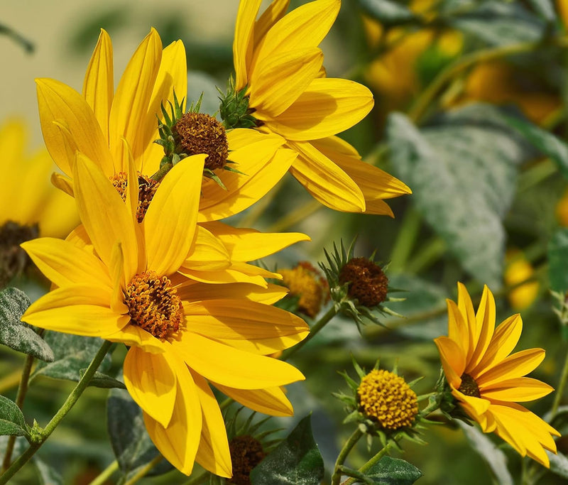 Yellow Sunflower Perennial Flower Seeds for Planting Garden Favorite Heirloom & GMO Free Seeds for Home Garden
Sale