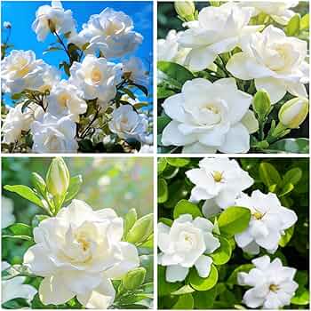 Green White Gardenia Flower seeds for Planting Sun Loving Heirloom & GMO Free Seeds for Home Garden