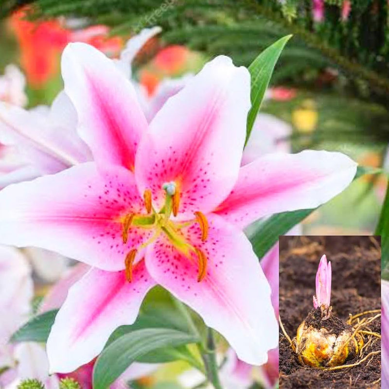 Light Pink Lilium Flower Seeds for Planting Sun Loving Heirloom & GMO Free Seeds for Home Garden
Sale