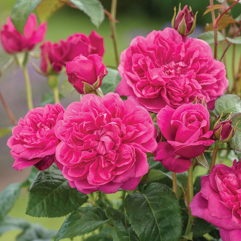 Pink Rose Flower seeds for Planting Long Bloom Season Heirloom & GMO Free Seeds for Home Garden