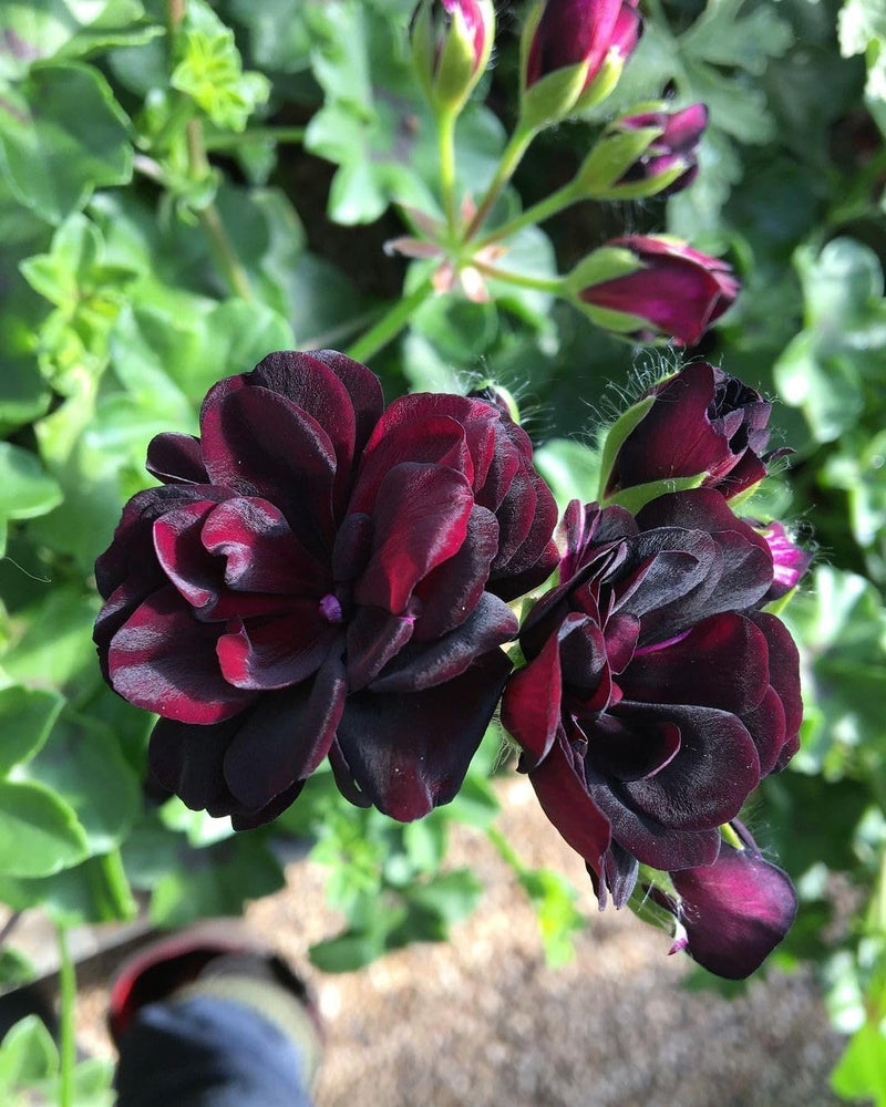 Dark Khaki Geranium Flower seeds for Planting Fragrant Blossoms Heirloom & GMO Free Seeds for Home Garden