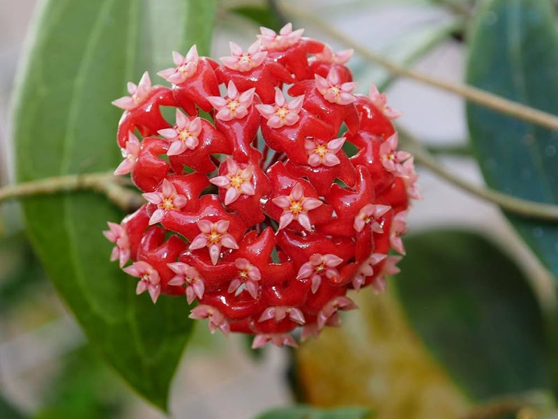 Light Orange Hoya Flower Seeds for Planting Wildflower Mix Heirloom & GMO Free Seeds for Home Garden
Sale