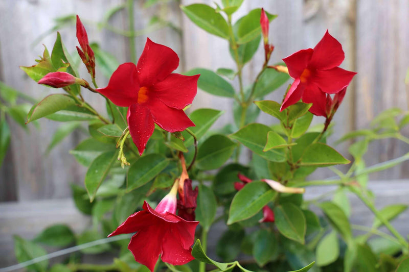 Sanderi Flower seeds for Planting Shade Tolerant Heirloom & GMO Free Seeds for Home Garden
Sale
