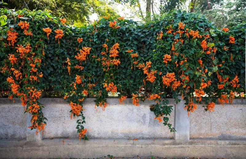 Orange Clematis Flower seeds for Planting Colorful Display Heirloom & GMO Free Seeds for Home Garden
Sale seeds for home garden planting