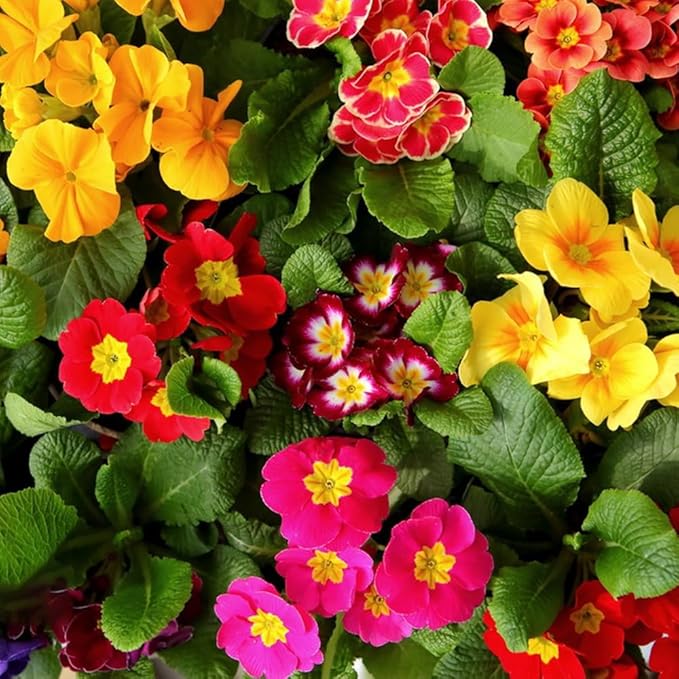 Multi-Colored Primula Malacoides Flower seeds for Planting - Wildflower Mix, Heirloom & GMO Free Seeds for Home Garden
Sale for planting in home garden