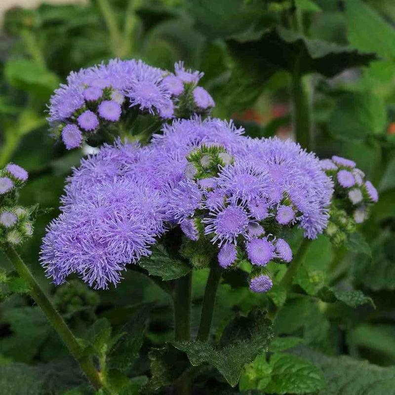 Ageratum Flower seeds for Planting Fragrant Blossoms Heirloom & GMO Free Seeds for Home Garden
