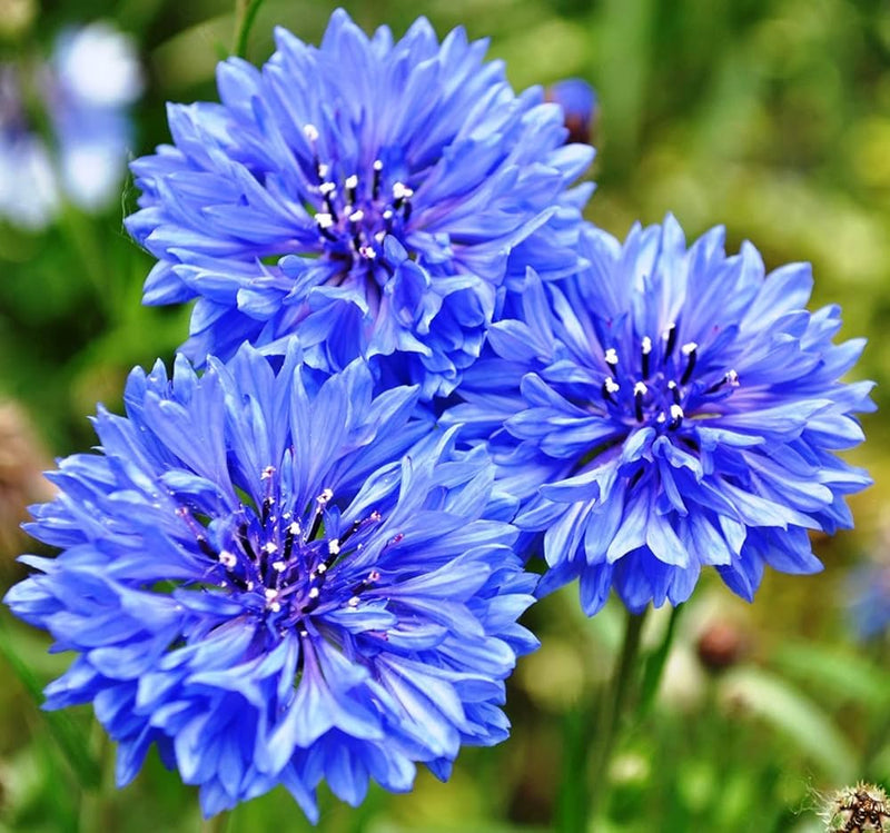 Heirloom CornFlower seeds for Planting Cottage Garden Essential Heirloom & GMO Free Seeds for Home Garden