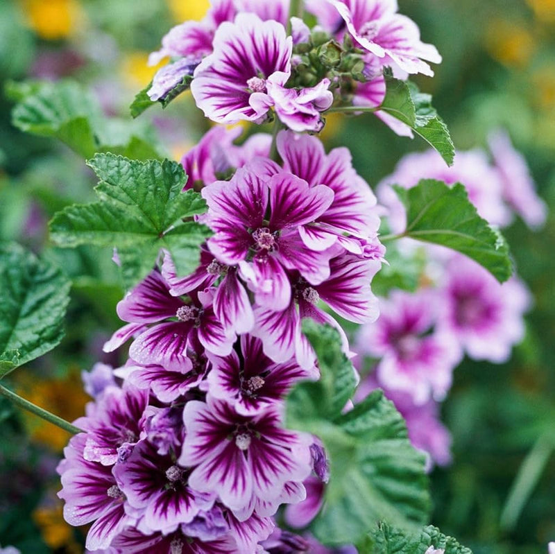 Malva Flower seeds for Planting - Seasonal Bloomer, Heirloom & GMO Free Seeds for Home Garden