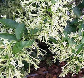 Nocturnum Flower seeds for Planting - Seasonal Bloomer, Heirloom & GMO Free Seeds for Home Garden
Sale seeds for planting in home garden
