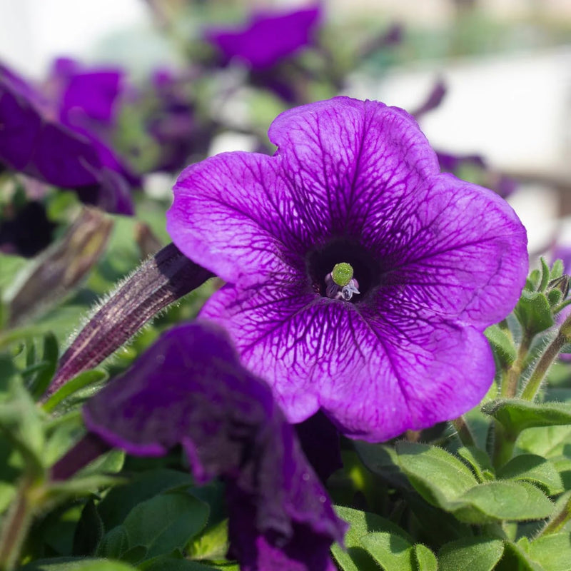 Dark Violet Starry Petunia Flower Seeds for Planting Heirloom NONGMO Seeds for Garden Blooms
Sale