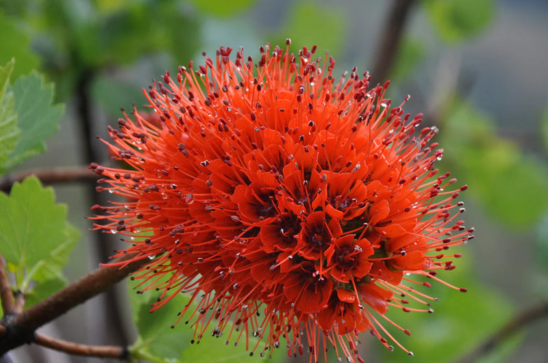 Greyia Sutherlandii Flower seeds for Planting Cut Flower Favorite Heirloom & GMO Free Seeds for Home Garden