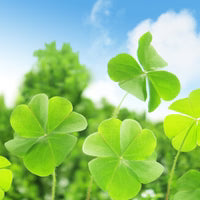 Army Green Four Leaf Clover for Planting Long Bloom Season Heirloom & GMO Free Seeds for Home Garden
Sale