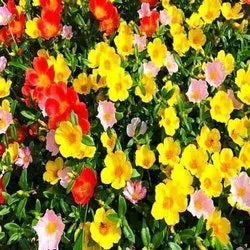 Light Yellow Gloxinia Flower Seeds – Cut Flower Favorite Heirloom & NonGMO for Home Garden
Sale