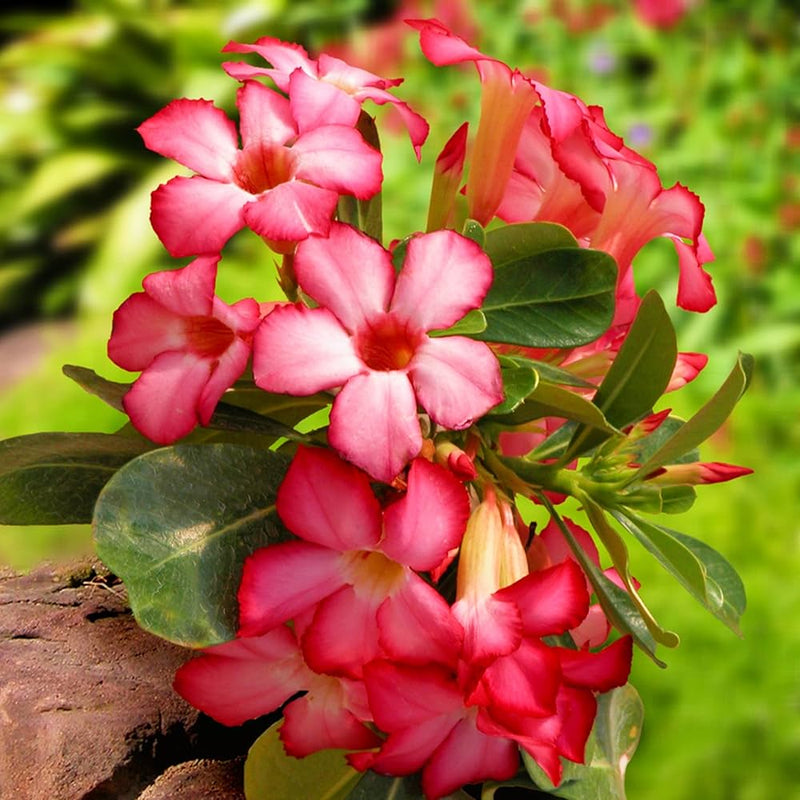 Adenium Flower seeds for Planting - Shade Tolerant, Heirloom & GMO Free Seeds for Home Garden