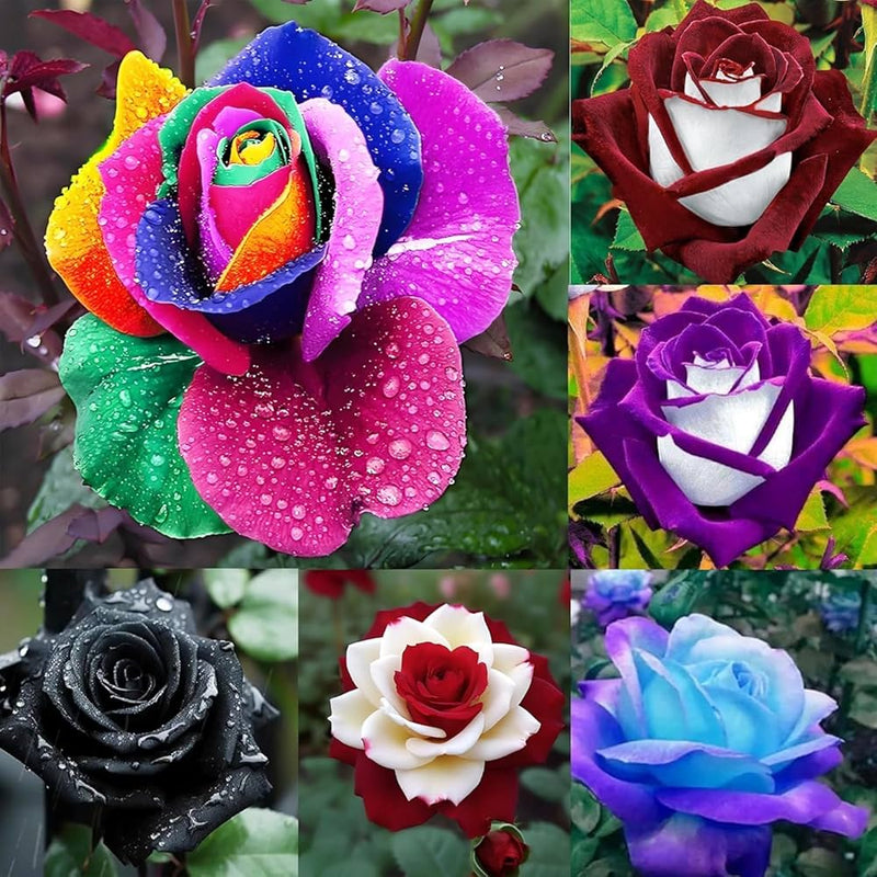 Mixed Color Home Garden Rose Flower Seeds for Planting Low Maintenance Heirloom & GMO Free Seeds for Home Garden
Sale