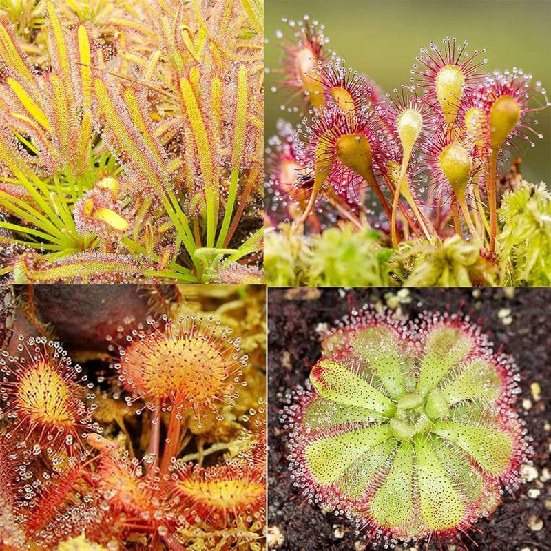 Mixed Sundew for Planting Long Bloom Season Heirloom & GMO Free Seeds for Home Garden
Sale