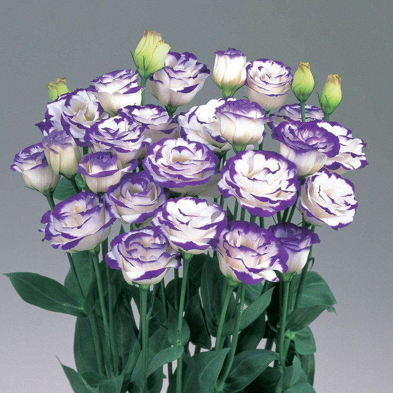 Blue and White Eustoma Flower Seeds for Planting