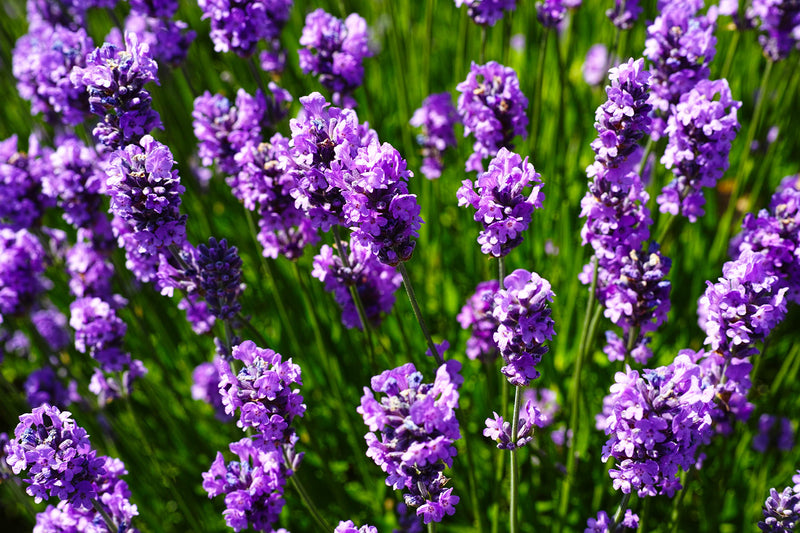 Mixed Lavender Flower Seeds for Planting Colorful Display Heirloom & GMO Free Seeds for Home Garden
Sale