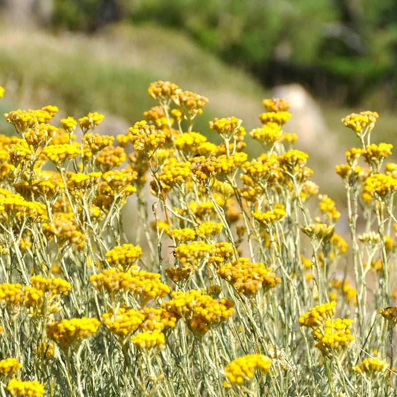 Helichrysum Italicum Flower seeds for Planting - Wildflower Mix, Heirloom & GMO Free Seeds for Home Garden
Sale seeds for planting in home garden