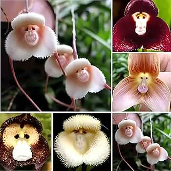 Nema Italian Orchis Monkey Flower Seeds Lavender for Planting Garden Favorite Heirloom & GMO Free Seeds for Home Garden Sale