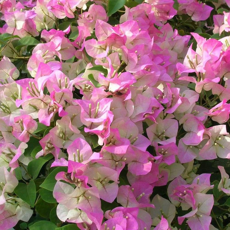 Light Pink Bougainvillea Seeds for Planting Fragrant Blossoms Heirloom & GMO Free Seeds for Home Garden
Sale