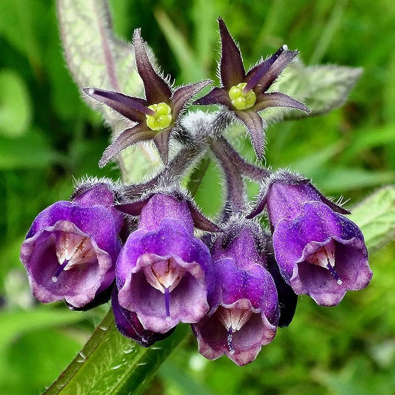 Symphytum Flower seeds for Planting Long Bloom Season Heirloom & GMO Free Seeds for Home Garden
Sale seeds for home garden planting