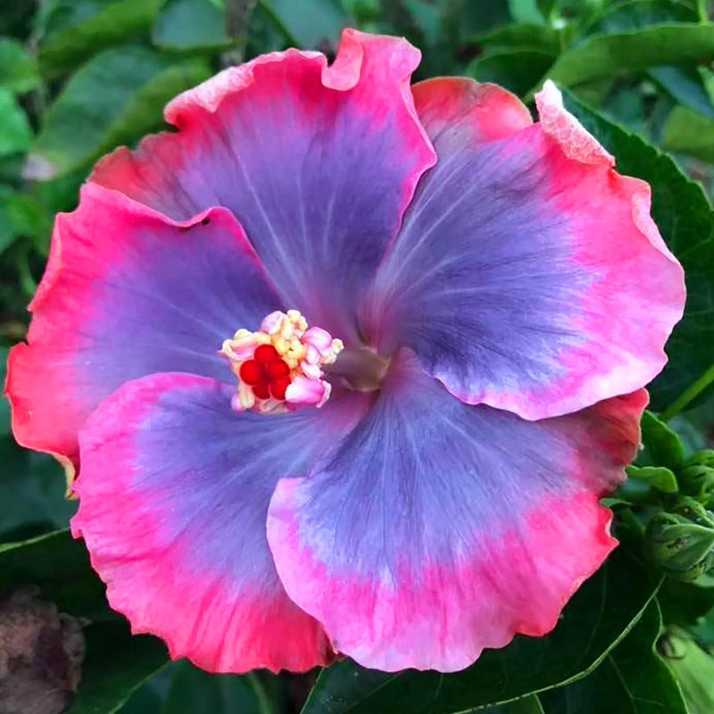 Hibiscus Flower seeds for Planting - Long Bloom Season, Heirloom & GMO Free Seeds for Home Garden
Sale for planting in home garden