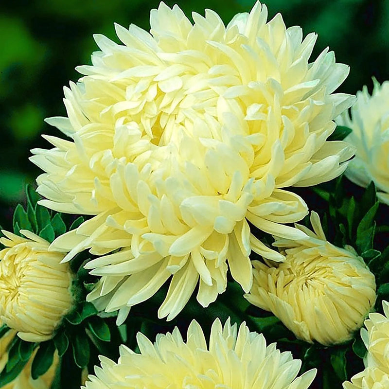 Yellow Aster Callistephus Flower Seeds for Planting Cut Flower Favorite Heirloom & GMO Free Seeds for Home Garden
Sale