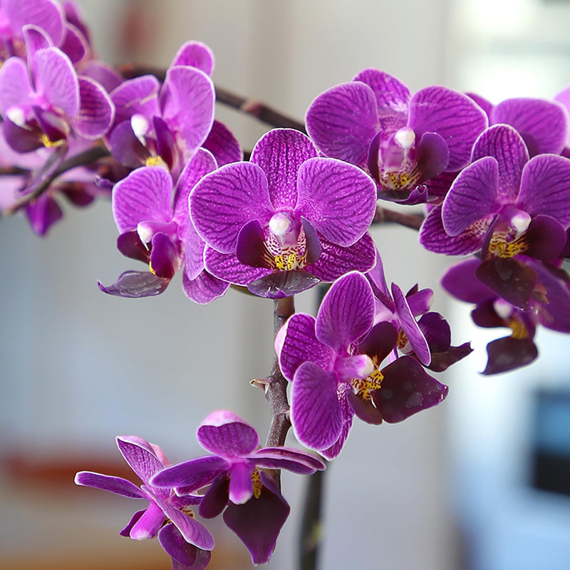 Violet Orchid Flower Seeds Fragrant Blossoms Heirloom & GMO Free Seeds for Home Garden
Sale