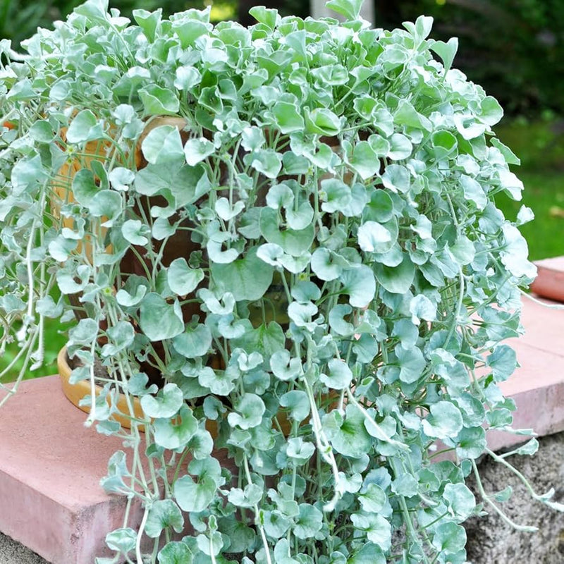 Heirloom Dichondra Flower seeds for Planting Vibrant Colors Heirloom & GMO Free Seeds for Home Garden