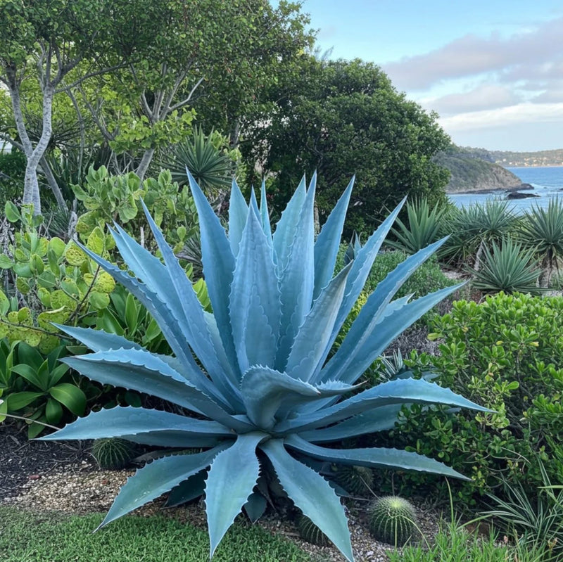 Mixed Agave Flower seeds for Planting - Seasonal Bloomer, Heirloom & GMO Free Seeds for Home Garden