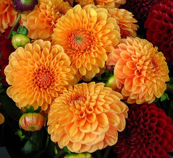 Orange Dahlias Flower seeds for Planting - Cottage Garden Essential, Heirloom & GMO Free Seeds for Home Garden
Sale for planting in home garden