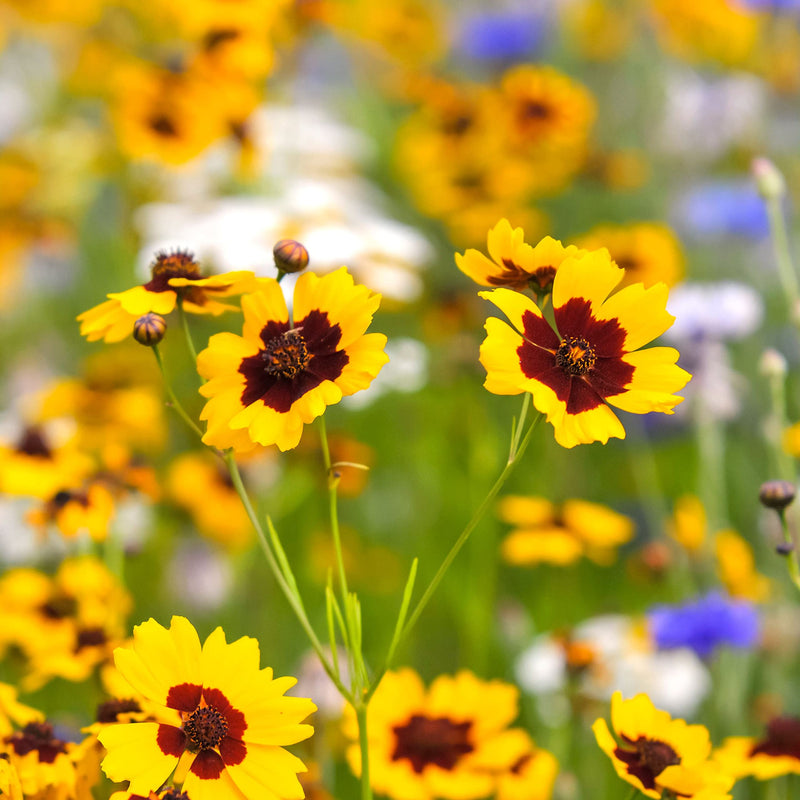 Calliopsis Flower seeds for Planting - Fragrant Blossoms, Heirloom & GMO Free Seeds for Home Garden