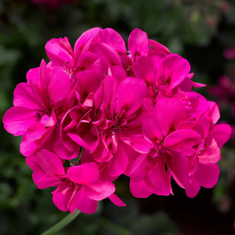 Pink Pelargonium Peltatum Flower Seeds for Planting Easy to Grow Heirloom & GMO Free Seeds for Home Garden
Sale