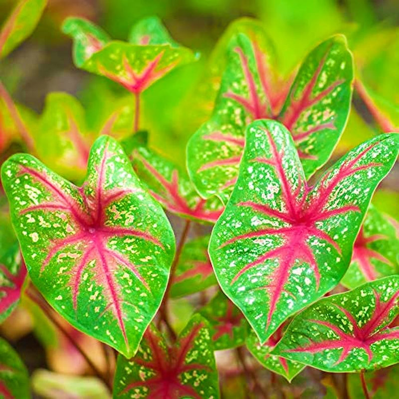 Green Thailand Caladium Flower Seeds for Planting Shade Tolerant Heirloom & GMO Free Seeds for Home Garden
Sale