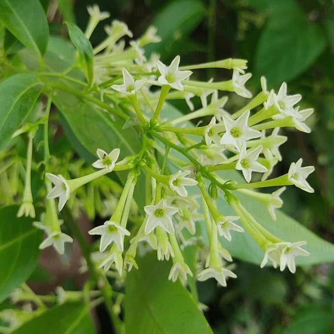 Queen of the Night or Cestrum nocturnum Flower seeds for Planting - Easy to Grow, Heirloom & GMO Free Seeds for Home Garden
Sale for planting in home garden